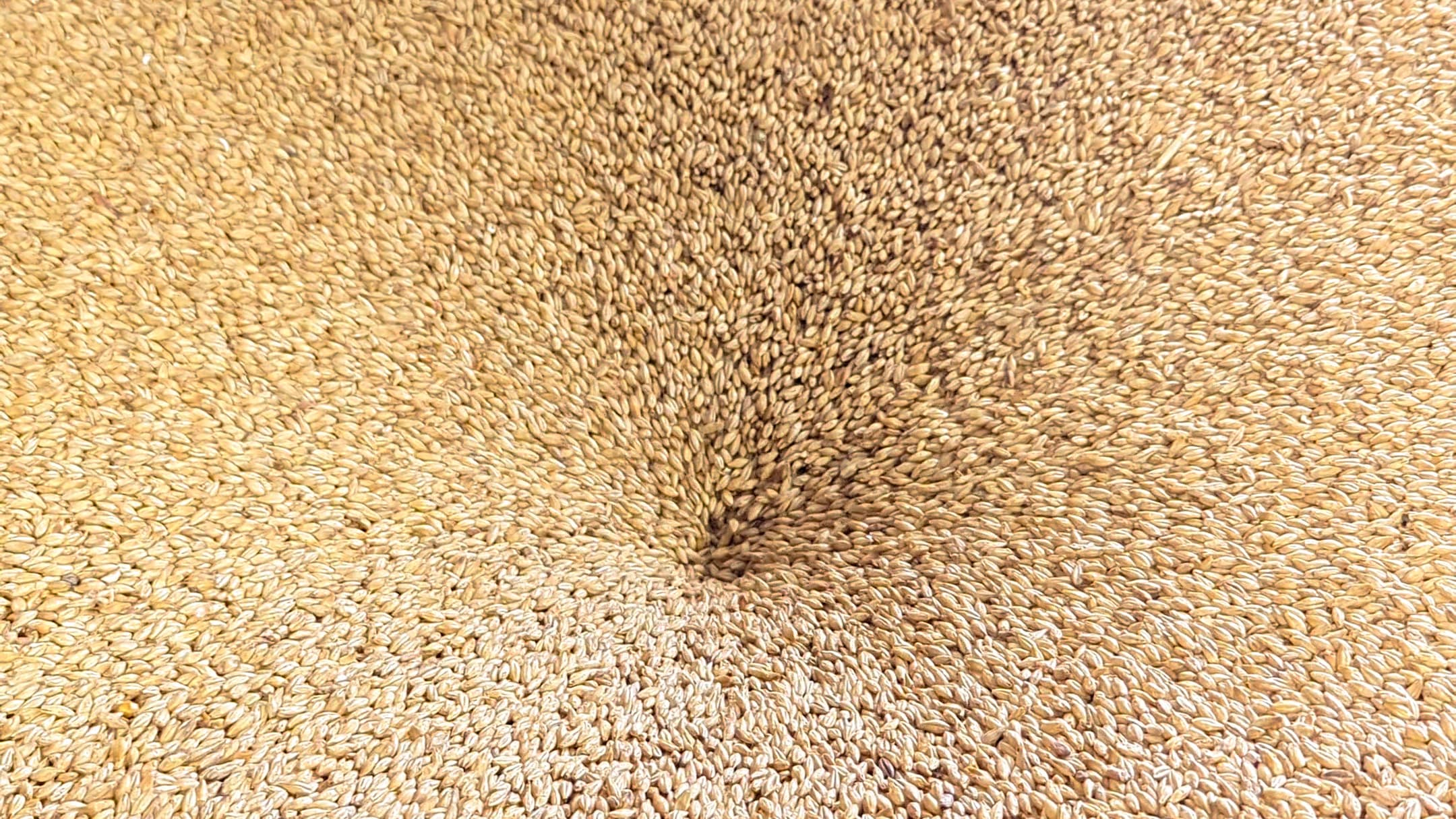 Barley grain close-up